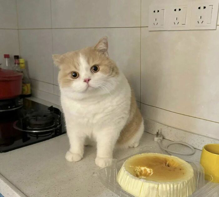 A cat sitting on a kitchen counter next to a dessert, showcasing cats in random places captured by people.