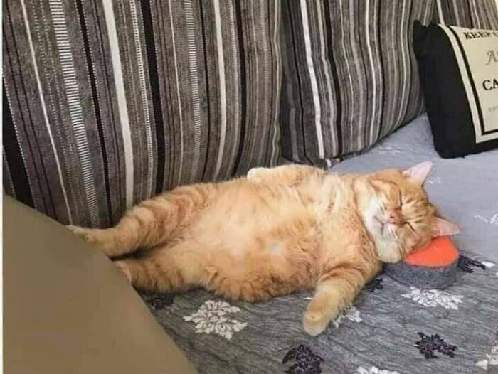 Orange cat lying on its back sleeping on a couch with striped cushions in a random place indoors.