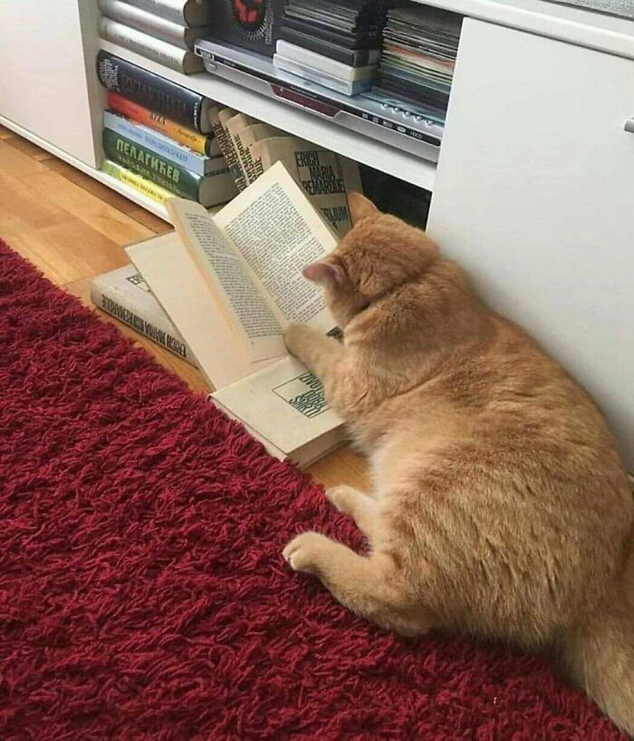 Orange cat lying on the floor next to a bookshelf with an open book, one paw touching the pages in a random place.