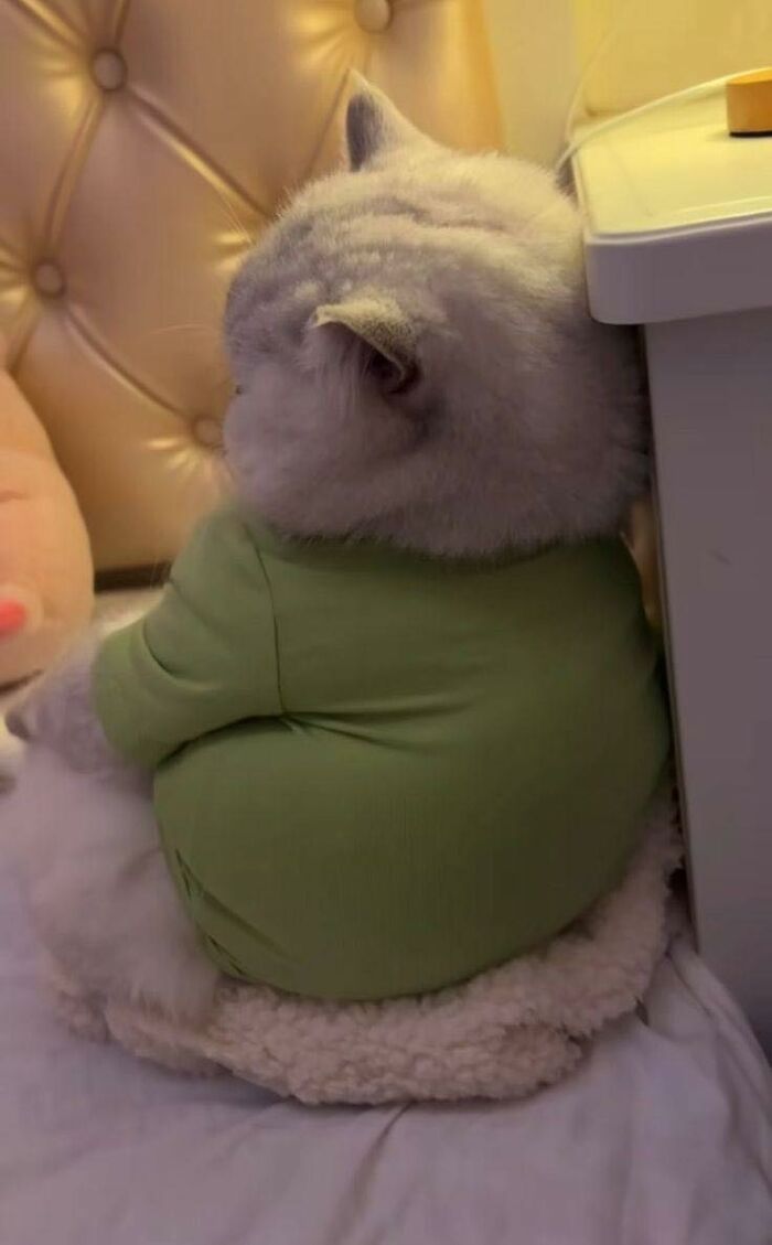 Fluffy cat wearing a green shirt sitting in a random spot between a bed and a table, showcasing cute feline behavior.