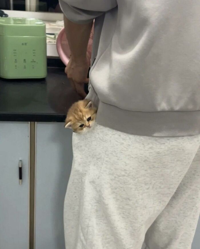 Orange kitten peeking out of a person’s sweatpants pocket in a kitchen, showing cats in random places.