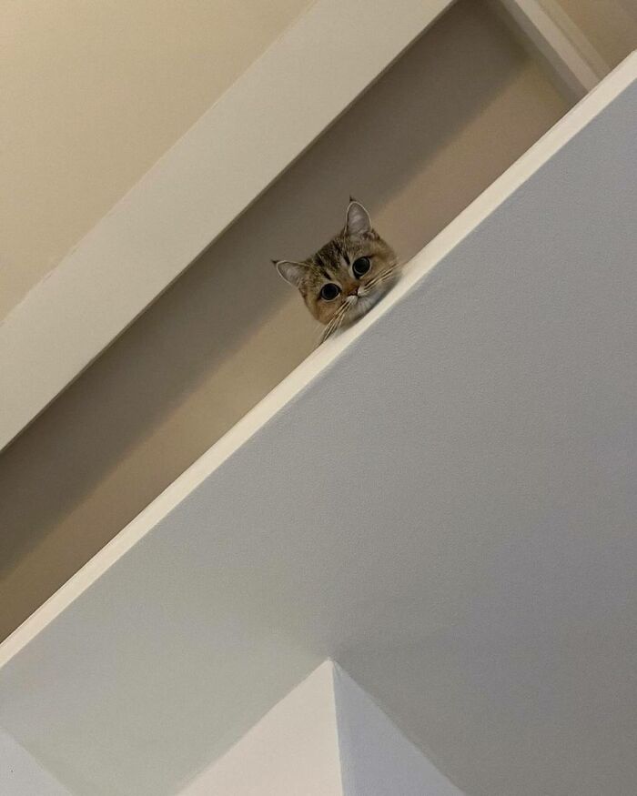 Cat peeking over a high ledge, showing one of the many random places cats sit that people had to capture in photos.