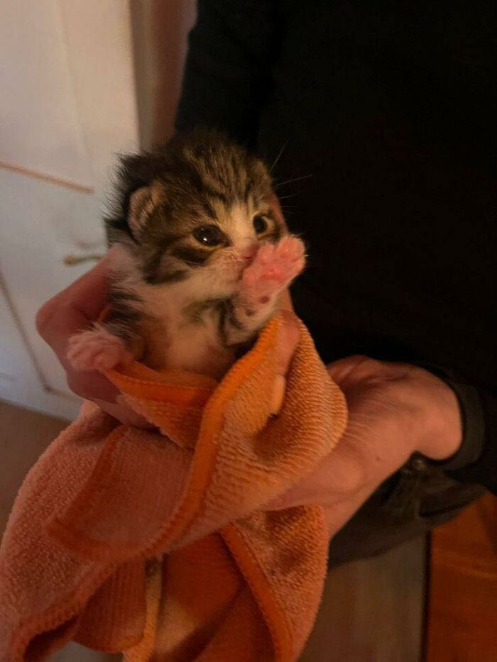 Tiny kitten wrapped in an orange towel being held, showcasing one of the random places cats appear in everyday life.
