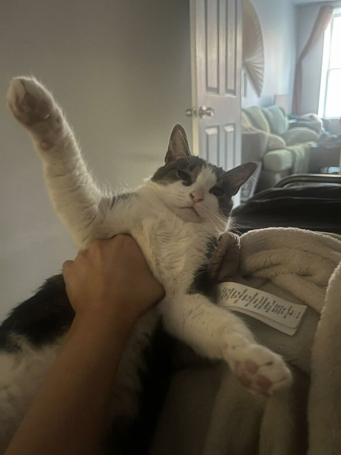 Cat with one paw raised being held inside a home, showcasing one of the random places cats often appear unexpectedly.