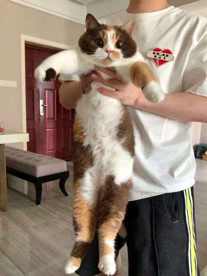Person holding a fluffy calico cat in a living room, showcasing one of the random places cats were found by people.