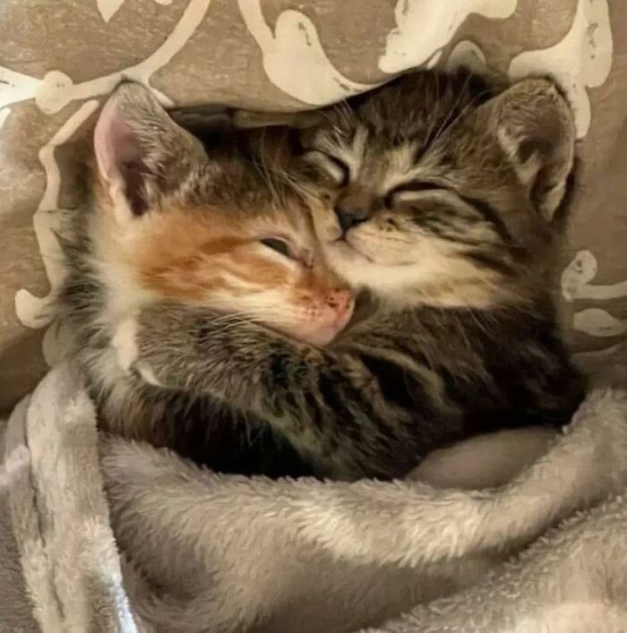 Two cats cuddling and sleeping closely together in a cozy blanket, showcasing random places cats love to rest.