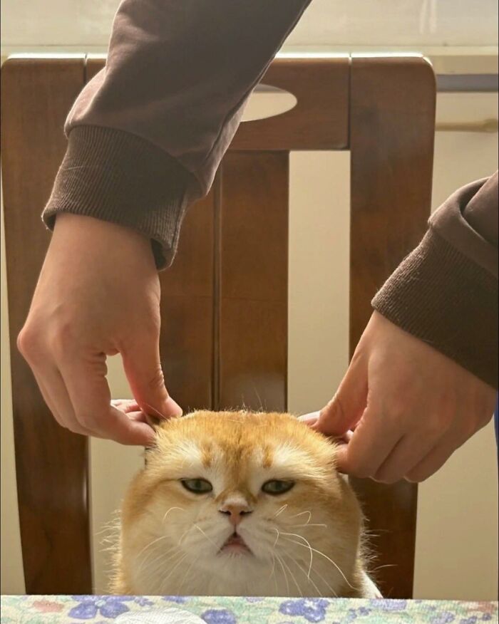 Person gently holding a cat's ears while the cat sits at a table, one of the random places cats appear in photos