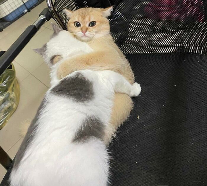 Two cats hugging on a black chair, showing a random moment with cats in such unexpected places.
