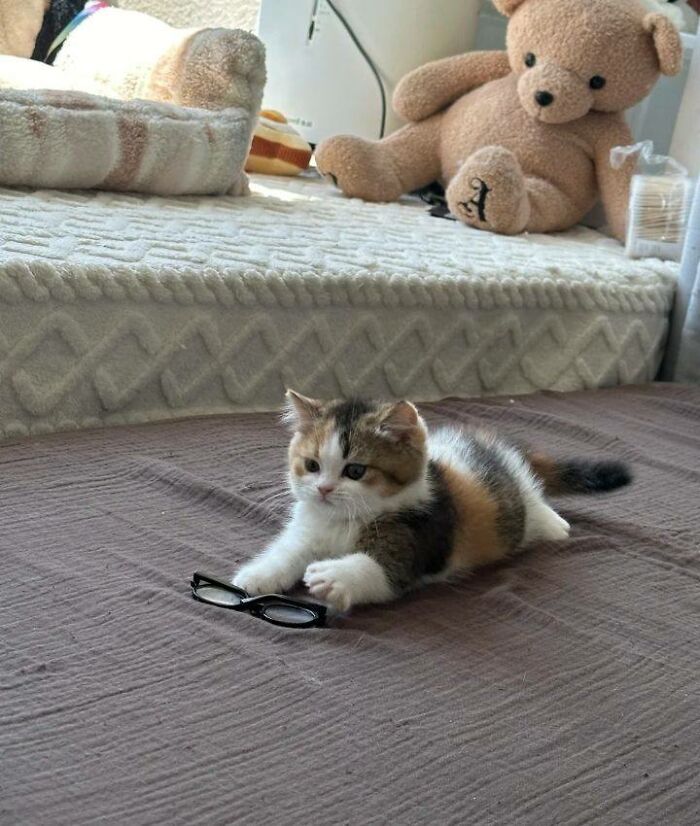 Calico kitten laying on bed with glasses in front, showcasing cats in random places and playful moments.