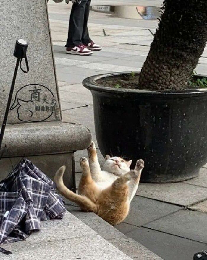 Cat lying on its back in a random outdoor spot near a plant pot and umbrella, showcasing cats in unusual places.