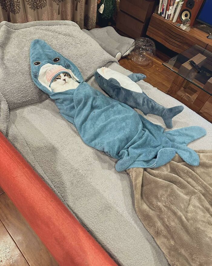 Cat wrapped in a shark costume lying on a bed next to a shark plush, showing cats in random places humorously.