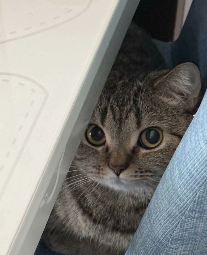 Close-up of a tabby cat hiding in a random place between a white table and a blue chair.