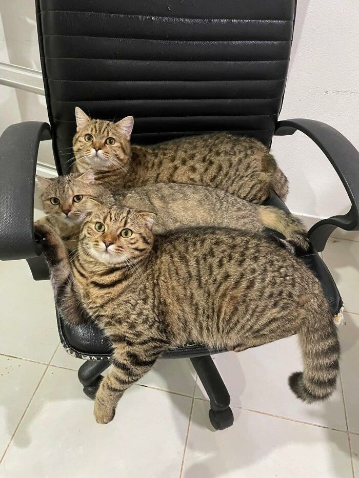 Three tabby cats cuddled together on a black office chair in a random place indoors.