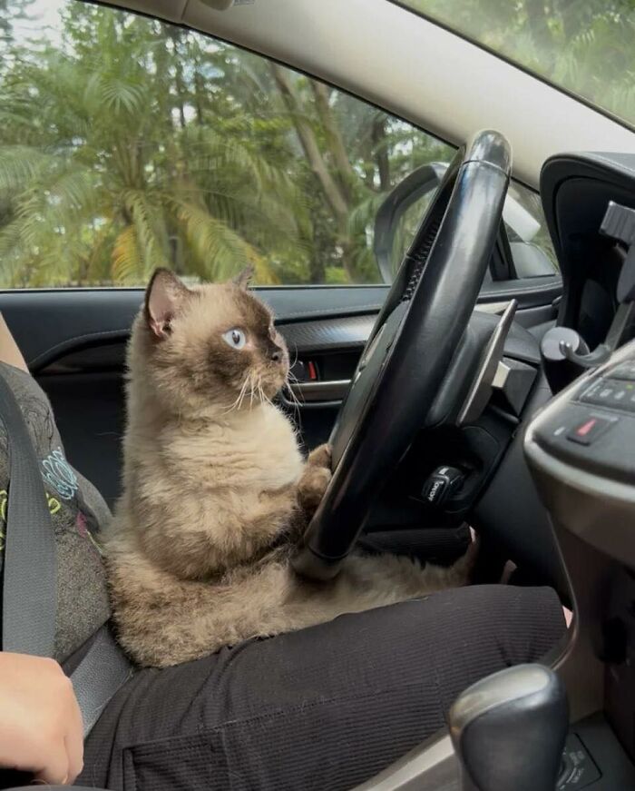 Cat sitting in driver’s seat, holding the steering wheel inside a car, one of many random places cats are found.