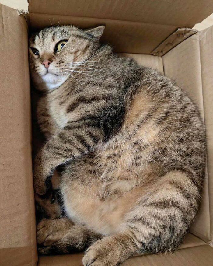 Tabby cat curling up and resting inside a small cardboard box, showcasing cats in random places.