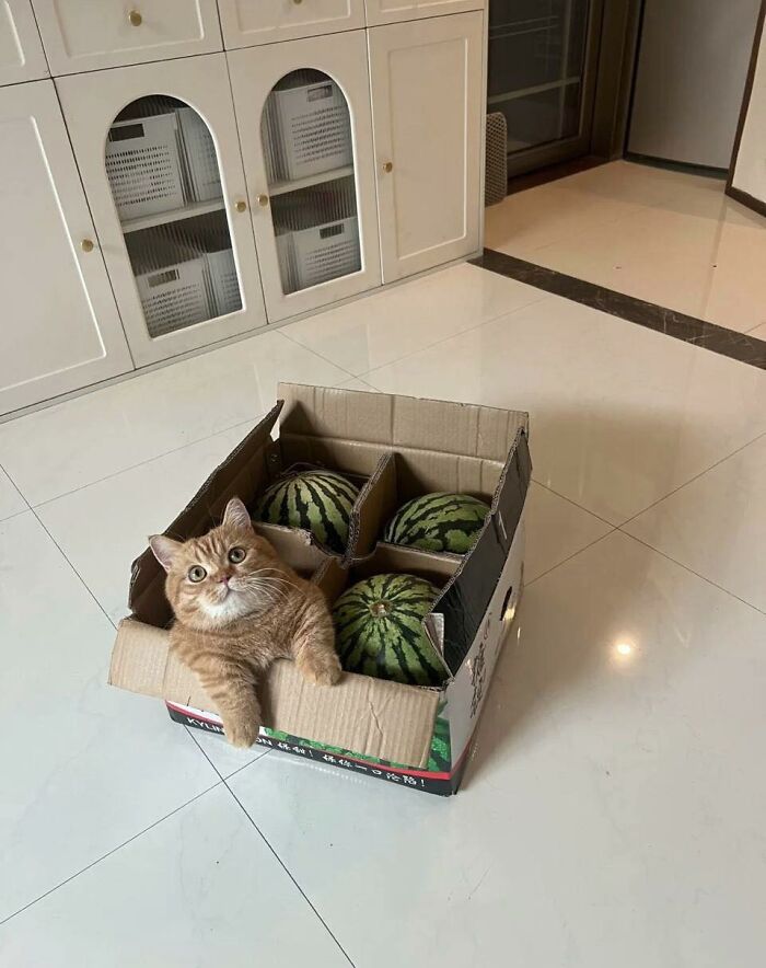 Orange cat sitting in a cardboard box with watermelons, one of the random places cats were found inside.