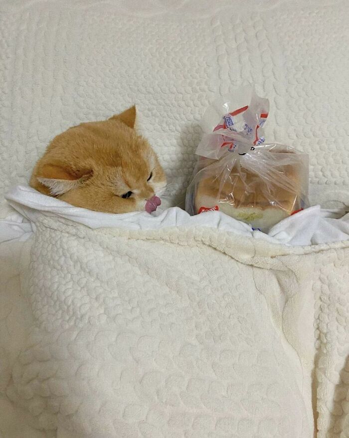 A cat wrapped in a blanket lying next to a loaf of bread in a random place, showing cats in random places.