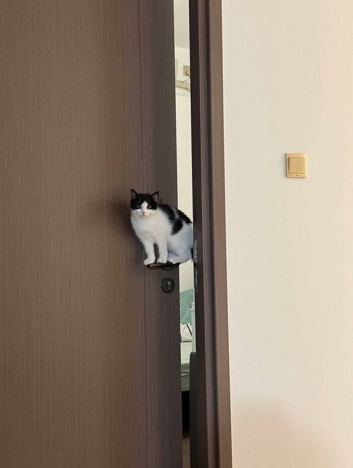 Black and white cat sitting on a door handle in a random place, showcasing quirky cat behavior indoors.
