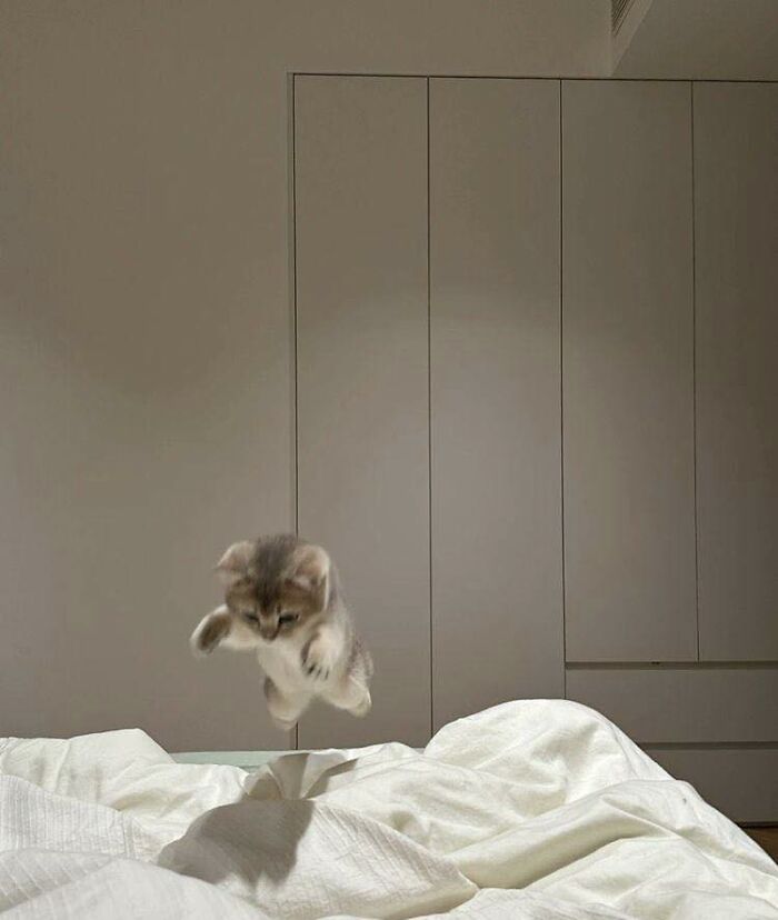 Kitten captured mid-air jumping on a bed, demonstrating one of the random places cats were spotted recently.
