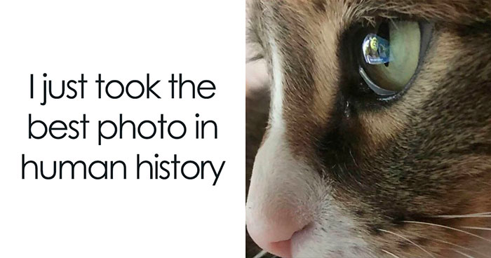 50 Posts And Memes You Probably Will Love As Much As Cats Love Catnip