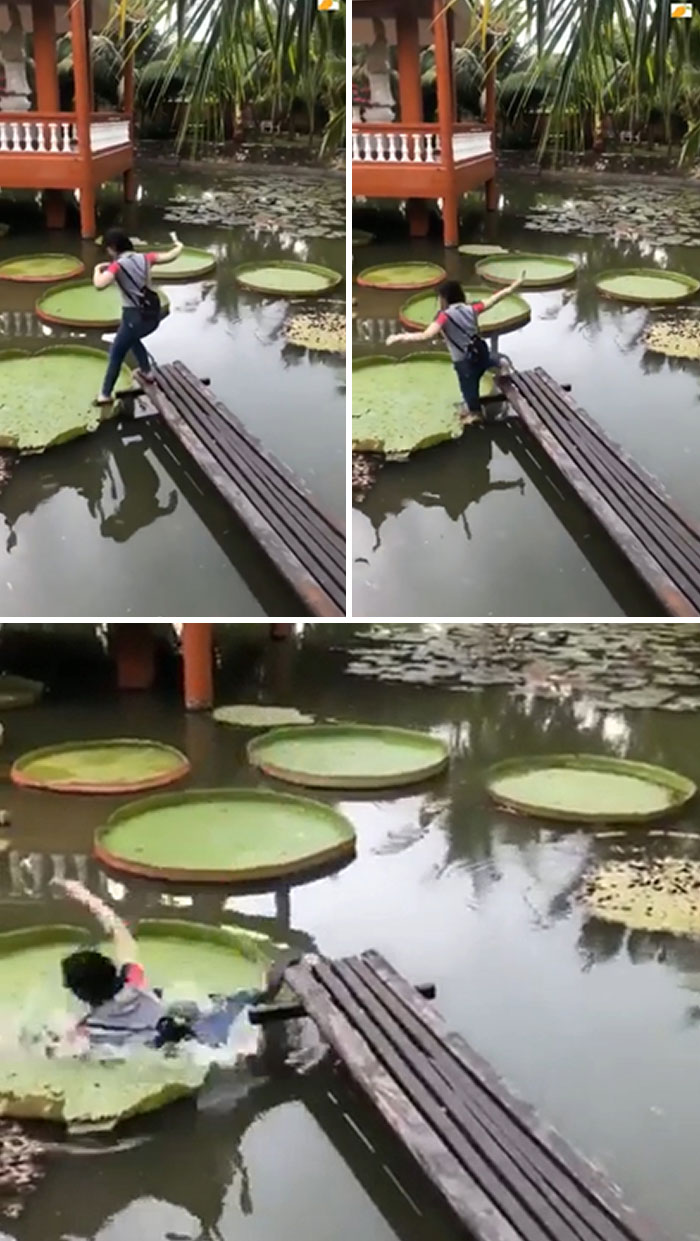 Person falling into water while attempting to step on large lily pads, a funny way people learned their lesson outdoors.