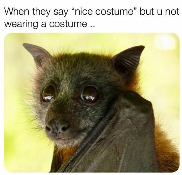 Bat with wide eyes looking confused, paired with funny meme text about not wearing a costume, creepy but funny humor.