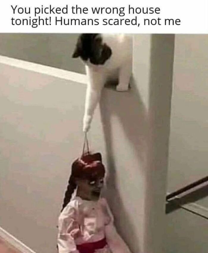 Cat holding creepy doll by string in a hallway with text about humans being scared, creepy funny meme humor.
