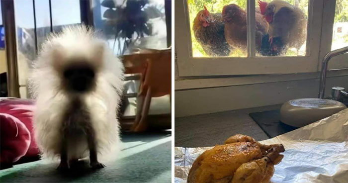 50 Hilariously Chaotic Animal Pics That Slap Harder Than Your Cat While You’re Asleep (New Pics)