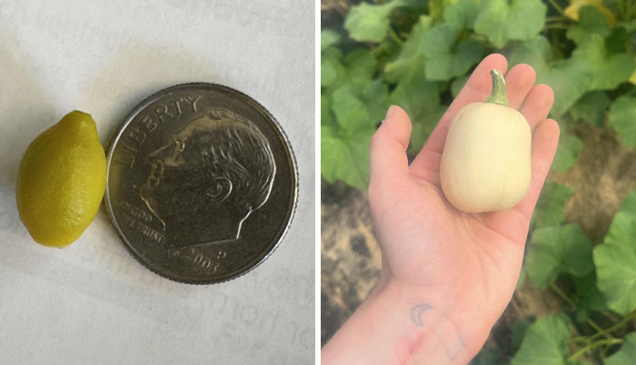 40 Hilarious Times Gardeners Got Surprises Instead Of The Perfect Harvest (New Pics)