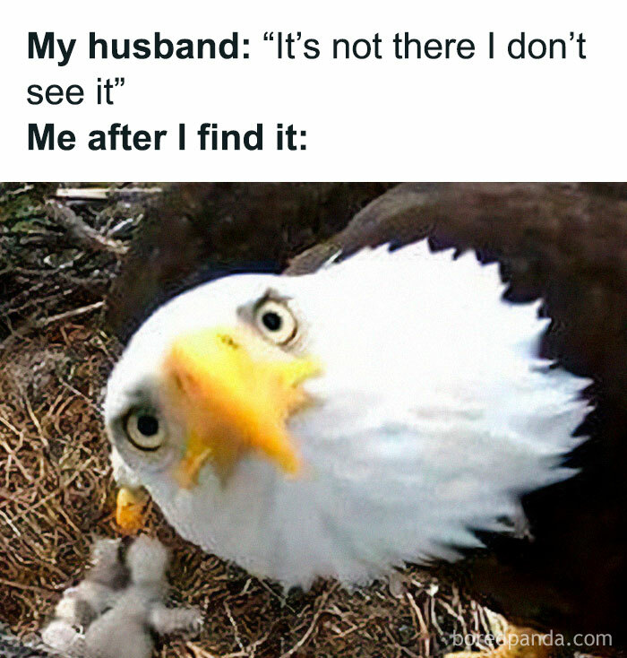 Funny and chaotic marriage meme with an eagle looking closely after finding something spouse couldn't see.