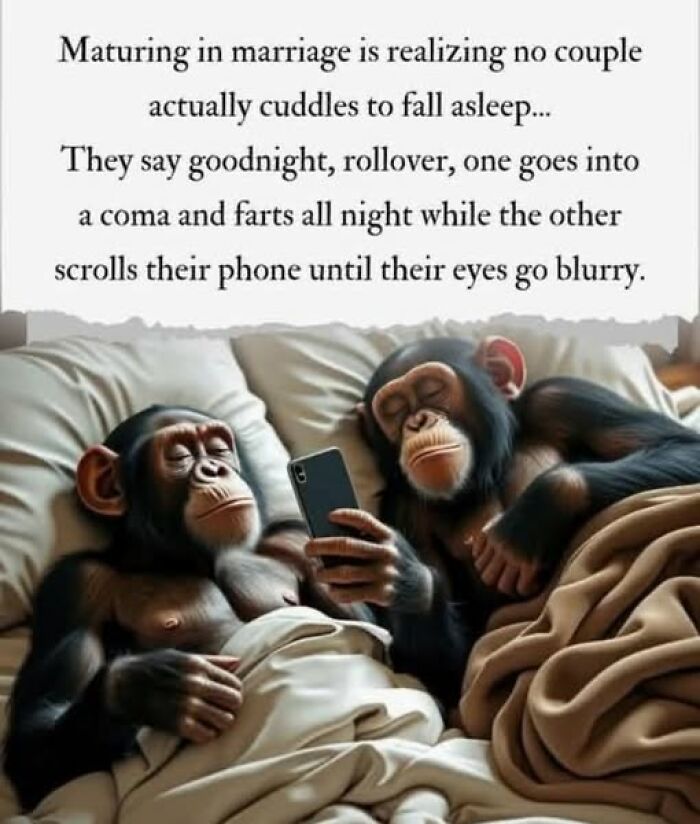 Two chimpanzees lying in bed illustrating marriage memes about chaotic and funny relationship realities.