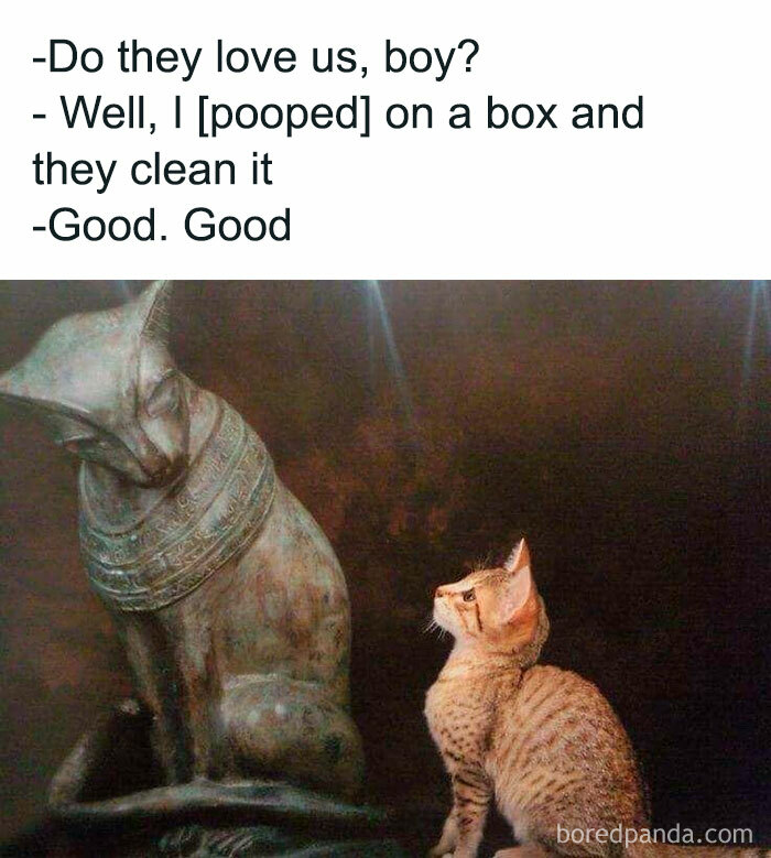 Two cats having a funny conversation about being loved while sitting and cleaning, a hilarious meme for daily laughter.
