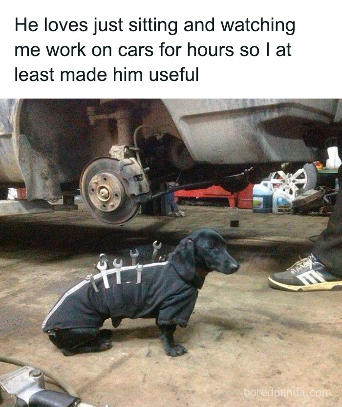 Dog wearing a mechanic outfit with wrenches, one of the entertaining posts and memes to help fight boredom.