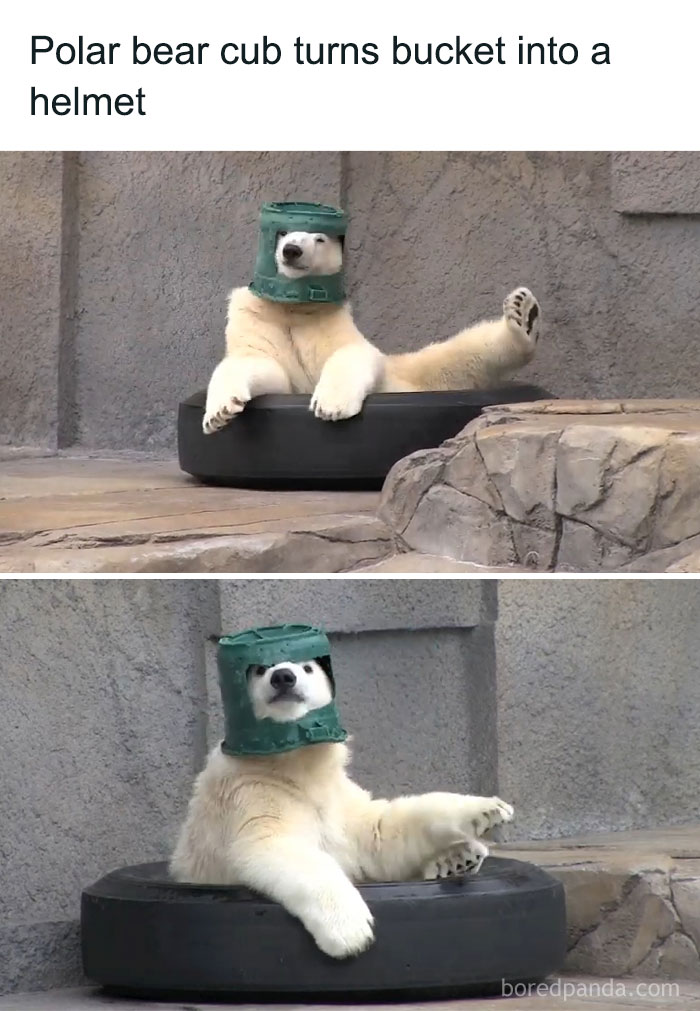 Polar bear cub plays wearing a bucket helmet and sitting inside a tire in an entertaining post to fight boredom.
