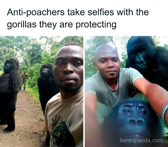 Anti-poachers taking entertaining selfies with gorillas to help fight boredom in a forest setting.