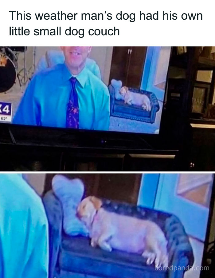 Weather man on TV with his dog resting on a small dog couch, an entertaining post to fight boredom.