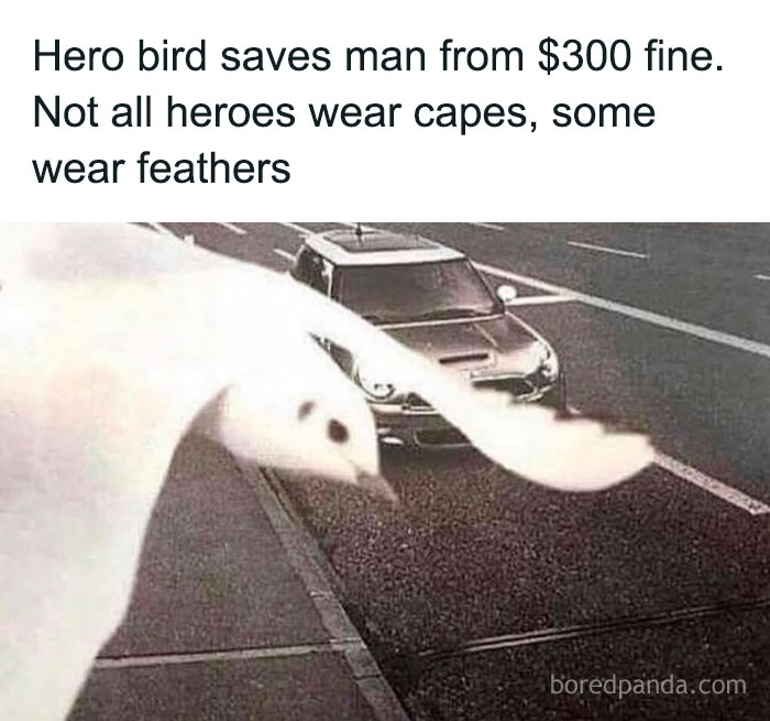Close-up of a bird in front of a car on the street, featured in entertaining posts and memes to fight boredom.