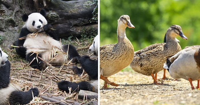 “A Conspiracy”: 50 Of The Funniest Names For Groups Of Animals That Are Totally Real