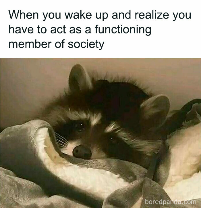Tired raccoon wrapped in blanket with caption about acting as a functioning member of society relatable to neurodivergent people.