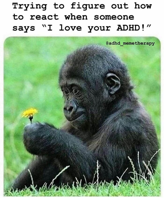 Young gorilla sitting in grass thoughtfully holding a yellow flower, relatable meme about neurodivergent people and ADHD reactions