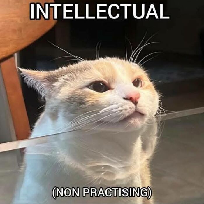 Cat looking thoughtful with text intellectual non practising, a relatable neurodivergent meme about humor and intelligence.