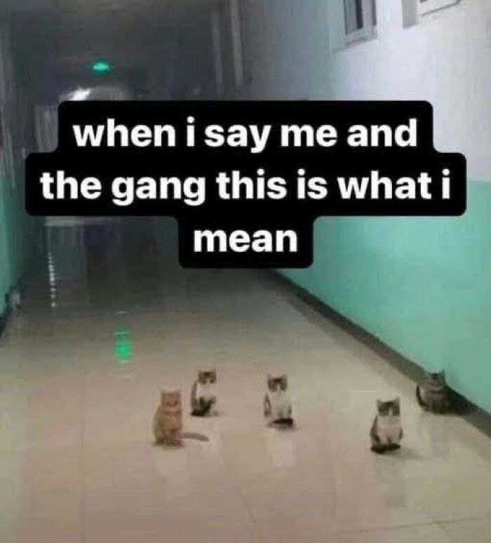 Cats sitting spaced apart in a hallway, illustrating a humorous moment relatable to neurodivergent people.