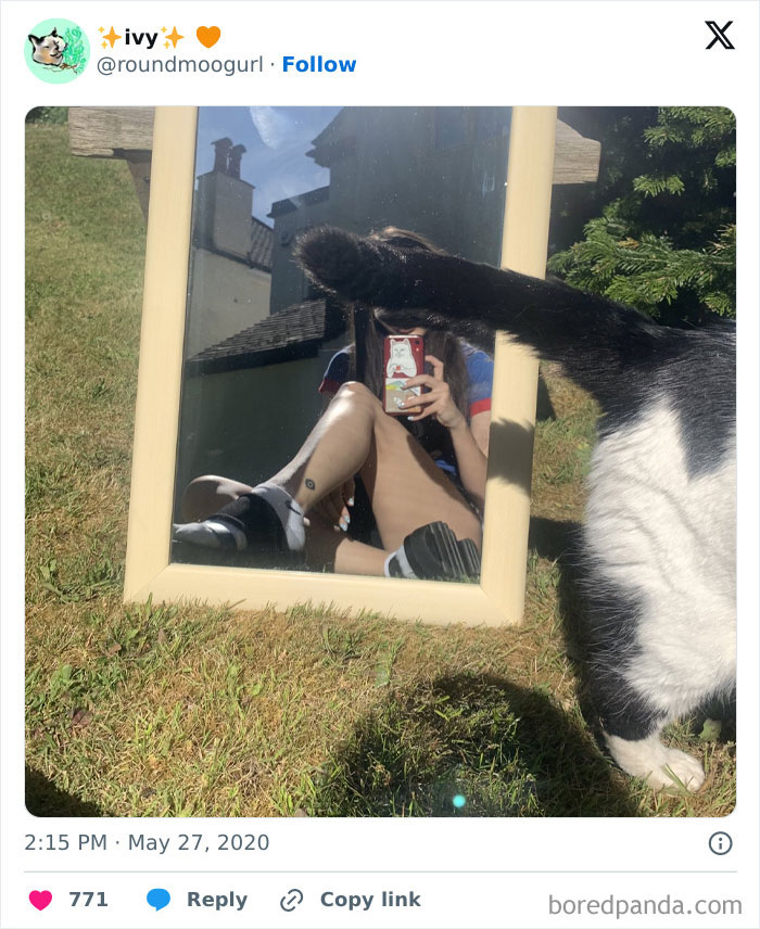 Black and white cat crashing a mirror selfie outdoors, humorously stealing the show in a funny pet photo moment.