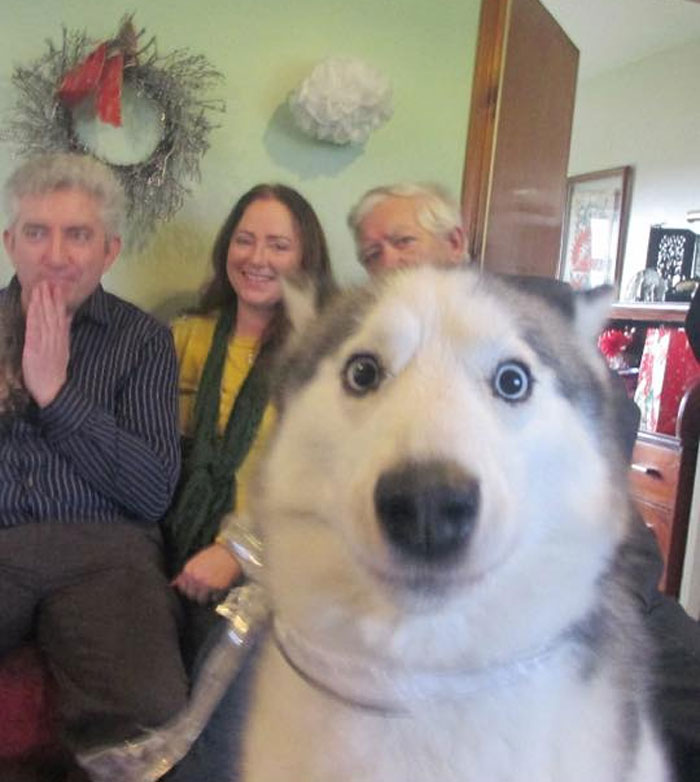 Husky with funny expression photobombs family portrait, showcasing one of the funniest times pets crashed photos and stole the show.