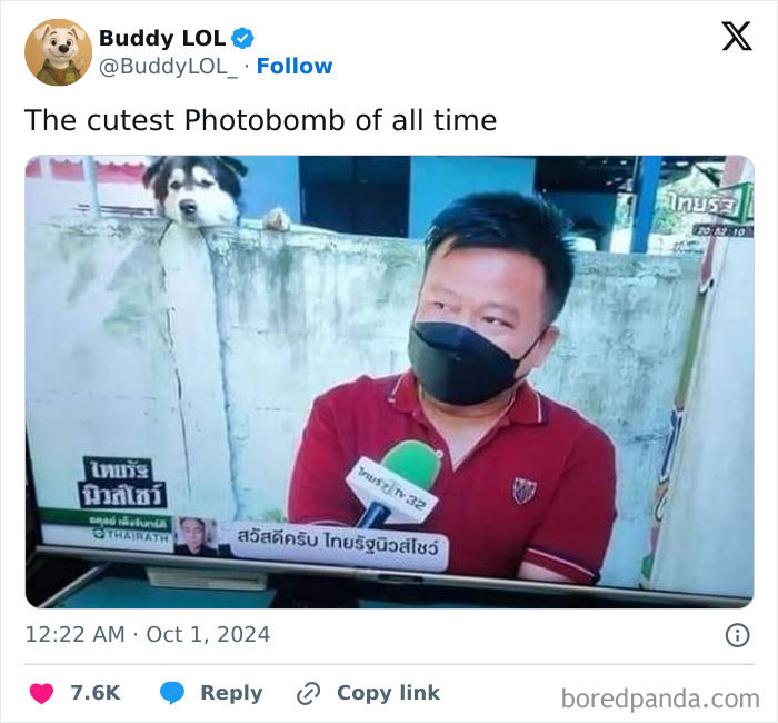 Husky puppy photobombing a news reporter during an interview, one of the funniest times pets crashed photos.