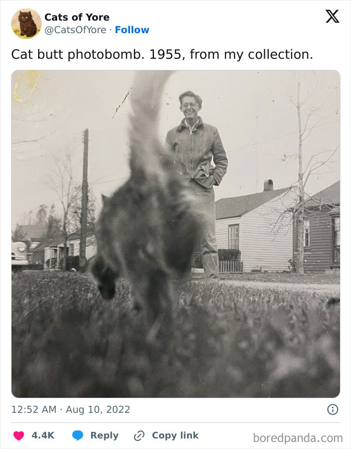 Cat photobomb from 1955, with pet crashing the photo and stealing the show in a funny moment outdoors.