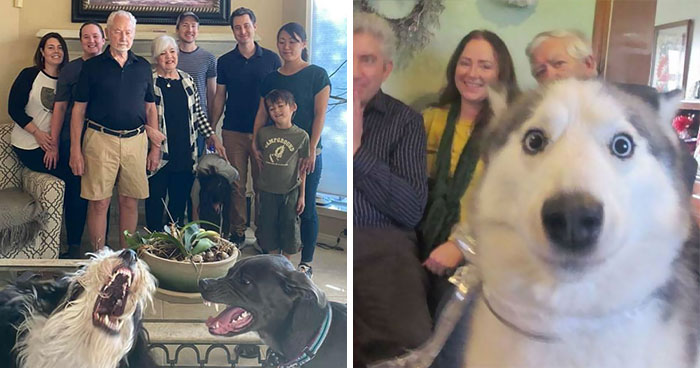 33 Mascotas divertidas haciendo photobomb y robando el protagonismo