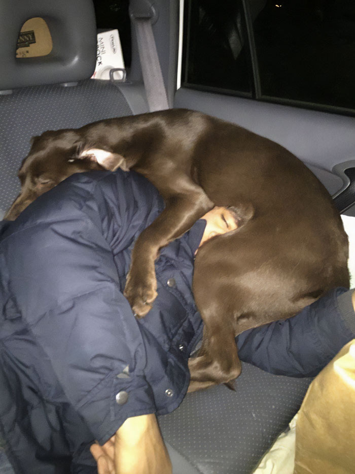A dog awkwardly lying on top of a person asleep in a car seat, a funny vacation pic moment caught.