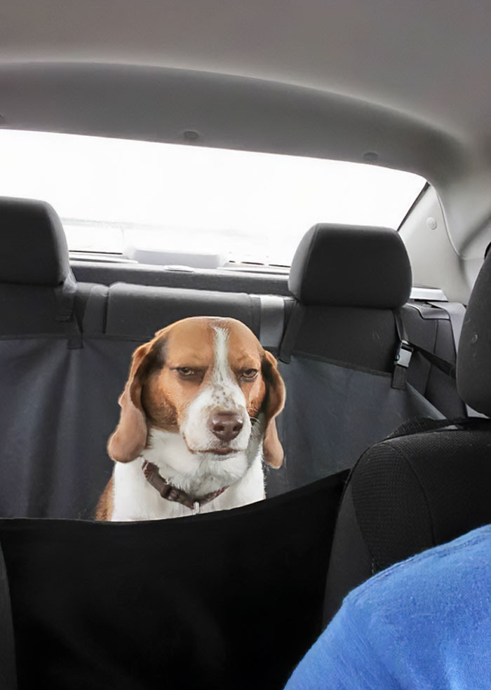 Beagle dog looking unimpressed in the backseat during a vacation trip, capturing a comedic moment in vacation pics.