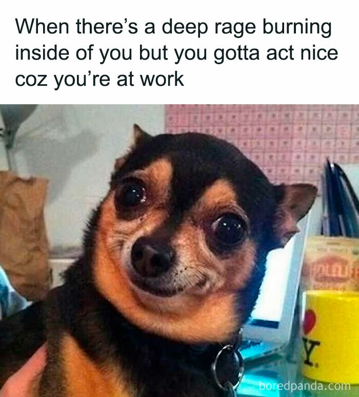 Smiling dog meme expressing hidden rage while acting nice at work, capturing the humor of work memes for those ready to retire.